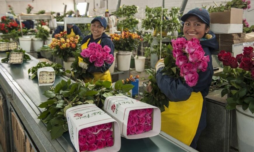 2020 flower workers Ponte Tresa Ecuador 850