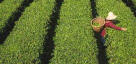 A farmer plucks tea leaves at the Fairtrade Xuan En Yisheng Tea Cooperative, China