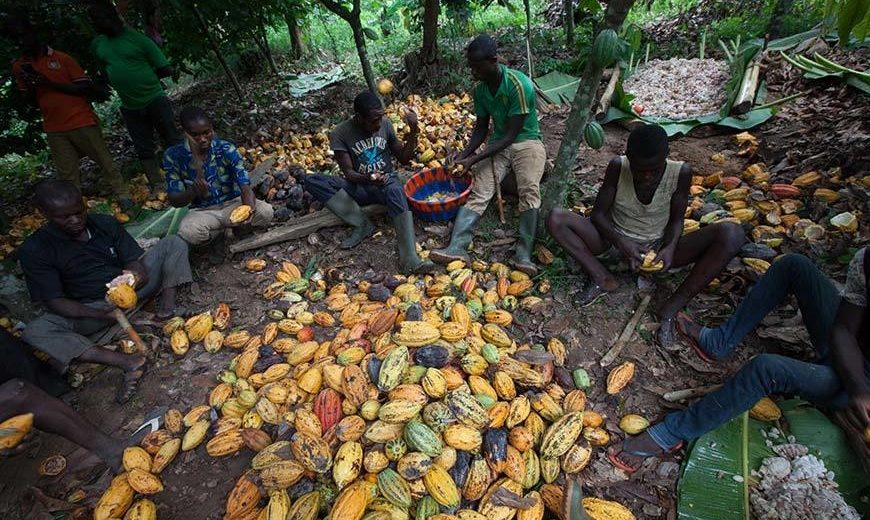 26470 Cocoa Processing Group Ivory Coast 870