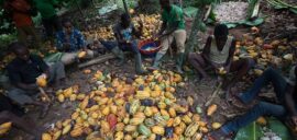 Producers processing cocoa