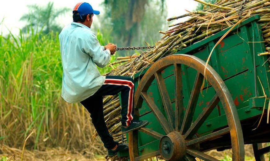 484 Sugar Cane Cart 870