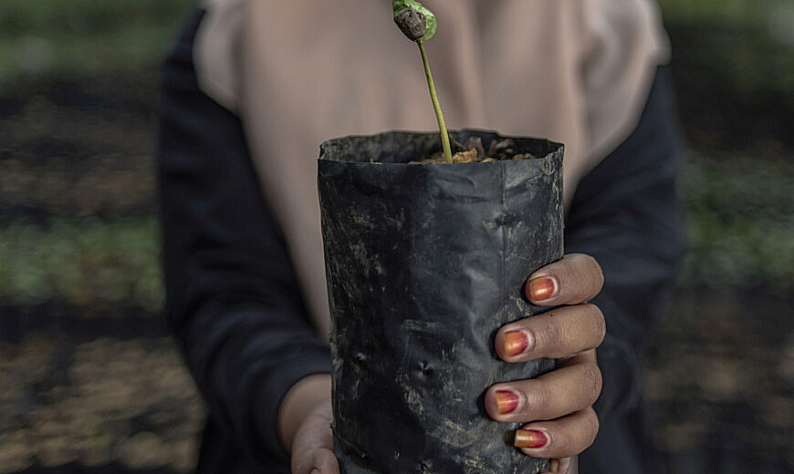 Coffee seedling young farmer Indonesia 870