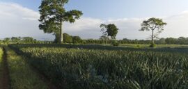 Field with several trees on the horizon