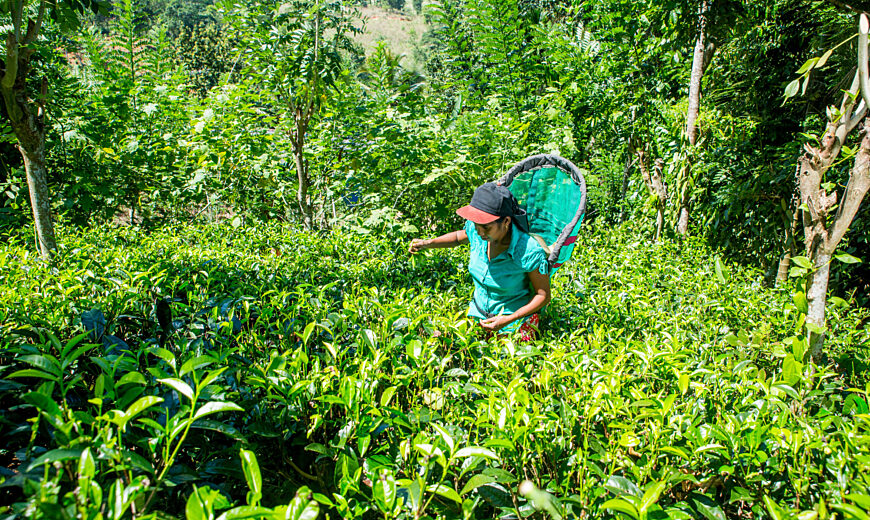 Small Organic Farmers' Assosciation, Sri Lanka