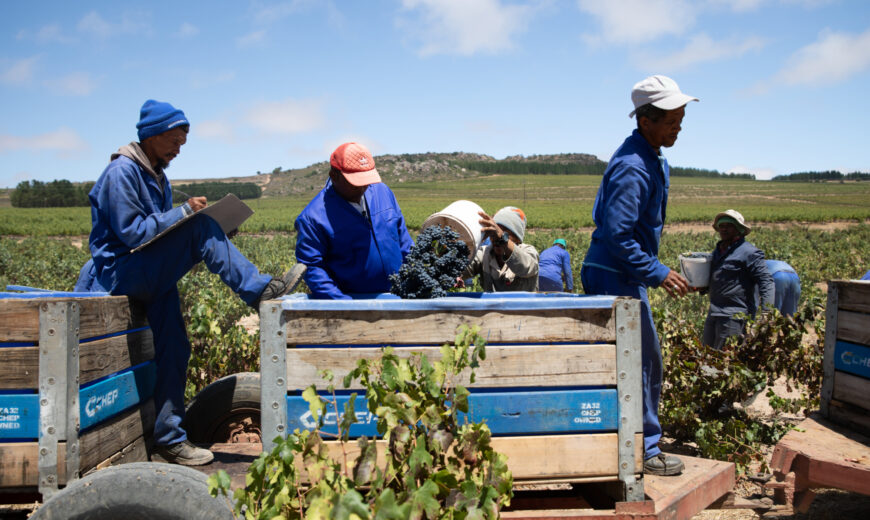 Workers at the Fairtrade certified Agrotes SAS banana farm in Urabá, Colombia.