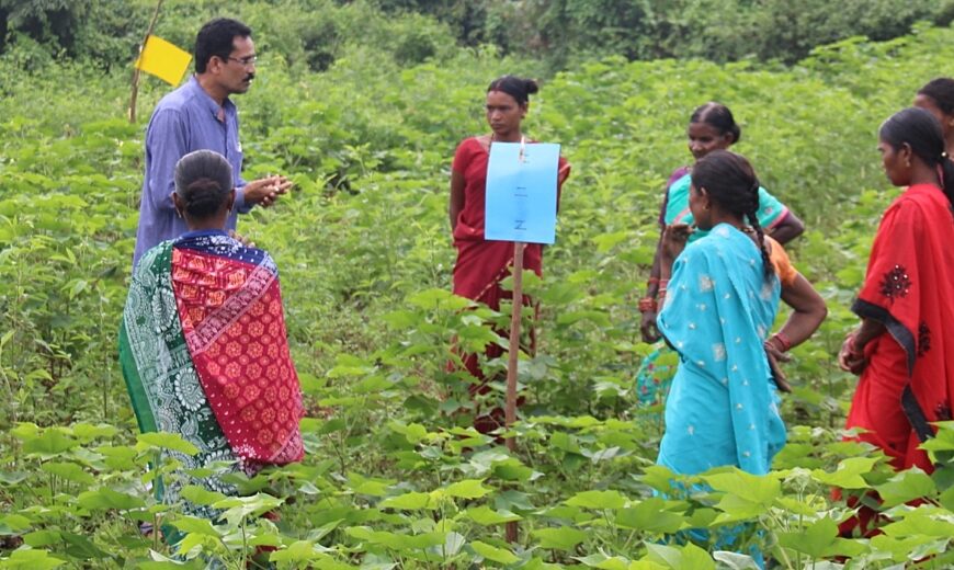 Gallant training crop