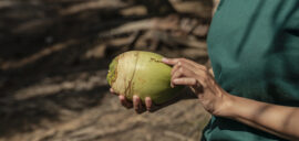 Indonesia Coconut Sugar producers 2021 KSP Karmatera Farmers Docuseries