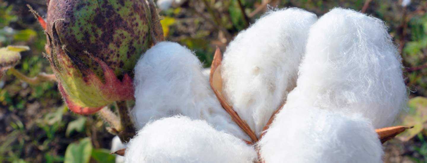 Image of cotton