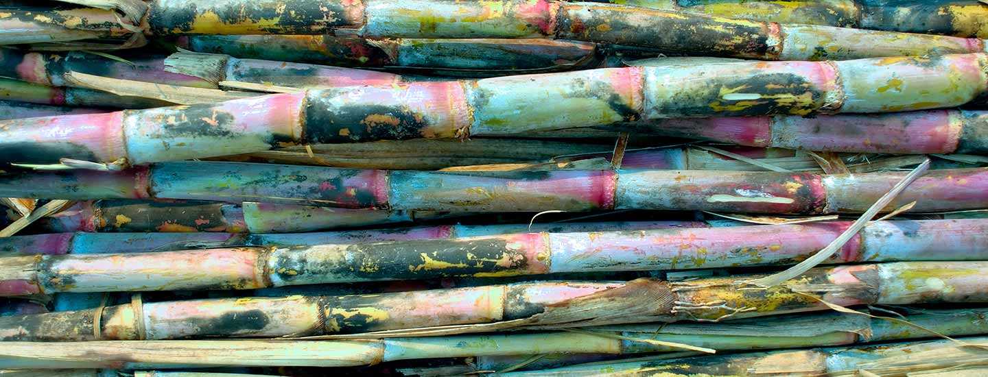 Image of sugarcane