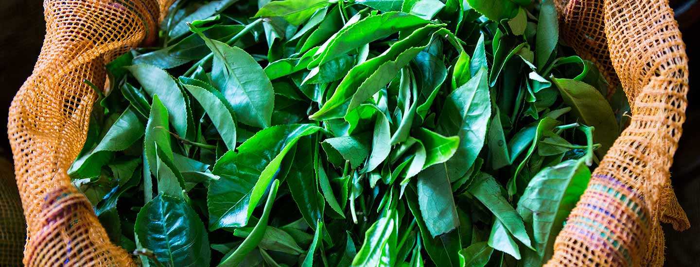 Image of fresh tea leaves