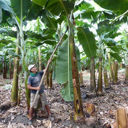 Kaufland Climate Felisandro Peru 425