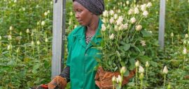 Woman cutting and holding white roses