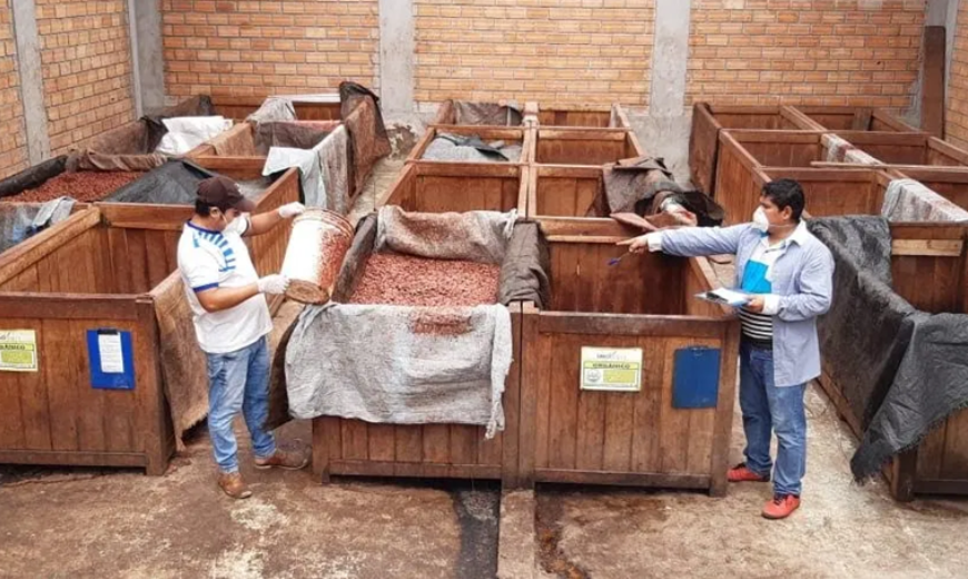 Cocoa producer safety measures